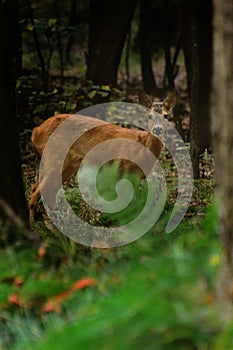 Roe deer standing in the forest