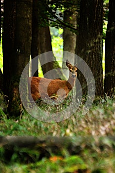 Roe deer standing in the forest