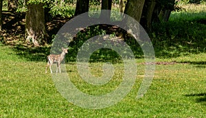 Roe deer standing in a forest