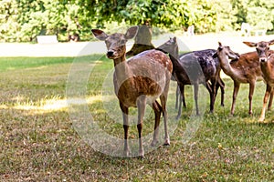 Roe deer standing in a forest