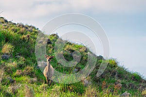 Roe deer standing in a grass slope. Close up and copy