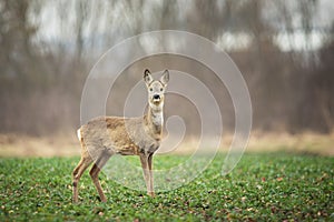 Roe deer standing in a green field, March day