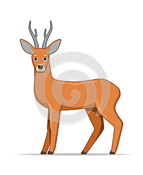 Roe deer standing on a white background