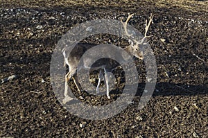 Roe deer - stang, fawn or Capreolus out a turn in field