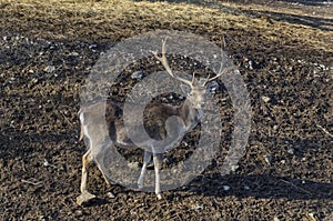 Roe deer - stang, fawn or Capreolus out a turn in field