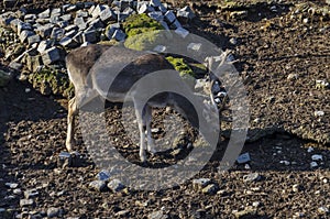 Roe deer - stang, fawn or Capreolus out a turn in field photo