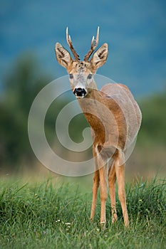 Roe deer staring on grassland in summer in vertical shot