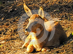 Roe deer sunbath. photo