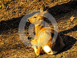 Roe deer sunbath. photo