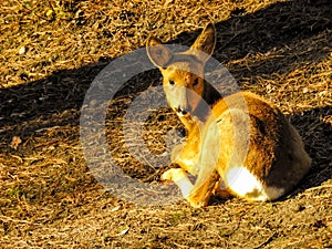 Roe deer sunbath. photo