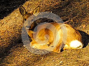 Roe deer sunbath. photo