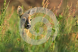 Roe deer in the field,Sweden photo
