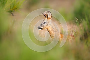 Roe deer in tall grasses