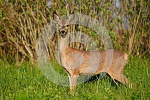 Roe deer in their natural habitat.