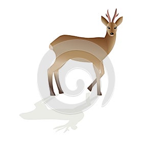Roe deer,vector image isolated