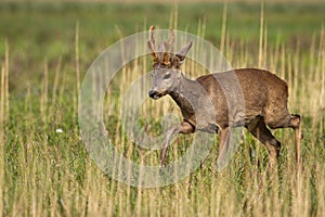 Roe deer with velvet antlers walking on long grass