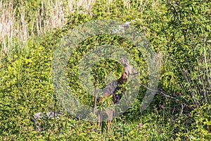 Roe deer walking among the bushes on a clearcut