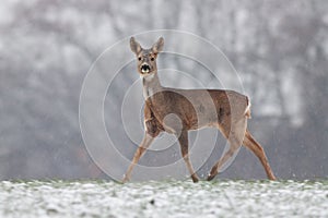Roe deer walking on meadow in wintertime nature.