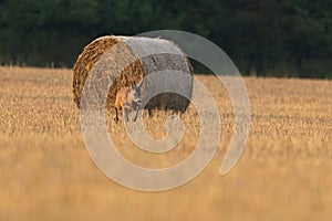 Roe deer walking on stubble with rounded bale of hey