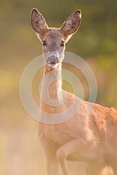 Roe deer in wildlife nature,Slovakia