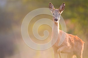 Roe deer in wildlife nature,Slovakia