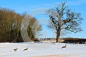 Roe Deer in winter