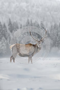 Roe deer in the winter field. Animal in natural habitat