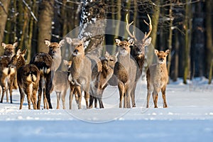 Roe deer in the winter forest. Animal in natural habitat