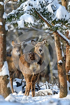 Roe deer in the winter forest. Animal in natural habitat