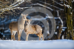 Roe deer in the winter forest. Animal in natural habitat