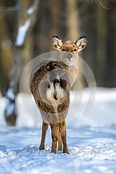 Roe deer in the winter forest. Animal in natural habitat