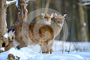 Roe deer in the winter forest. Animal in natural habitat