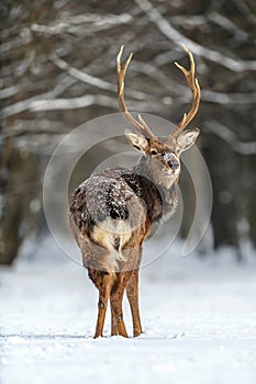 Roe deer in the winter forest. Animal in natural habitat