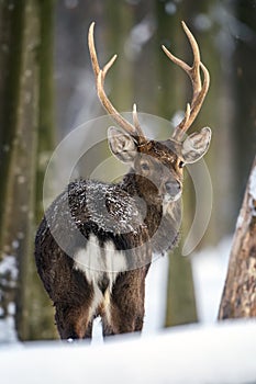 Roe deer in the winter forest. Animal in natural habitat