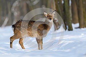 Roe deer in the winter forest. Animal in natural habitat