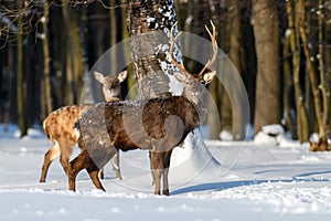 Roe deer in the winter forest. Animal in natural habitat