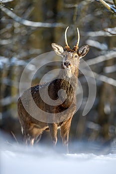 Roe deer in the winter forest. Animal in natural habitat