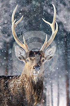 Roe deer in the winter forest. Animal in natural habitat