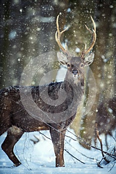 Roe deer in the winter forest. Animal in natural habitat