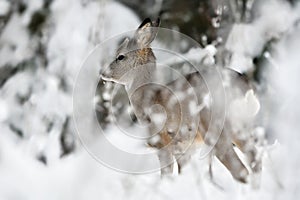 Roe deer in the winter forest scenery