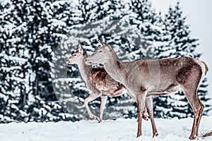 roe deer in winter snow