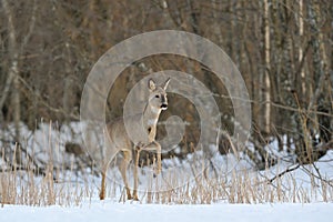 Roe deer in wintertime