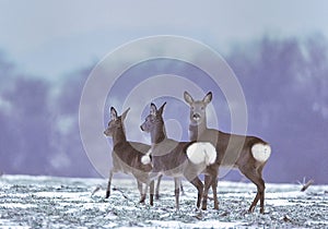 Roe deer in wintry field