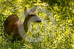 Roe Deer in the woods