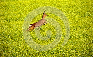 Roe deer in yellow field