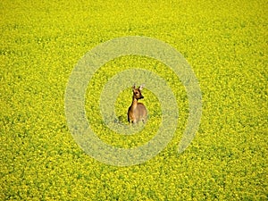 Roe deer in yellow field