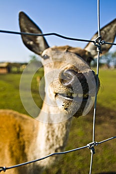 Roe deer zoo