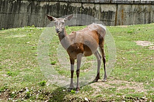 Roe deer in a zoo. Female deer. Capreolus capreolus