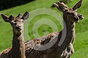 roe deer in the zoo
