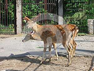 Roe deer in zoo